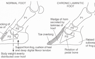 Understanding Laminitis (Founder)