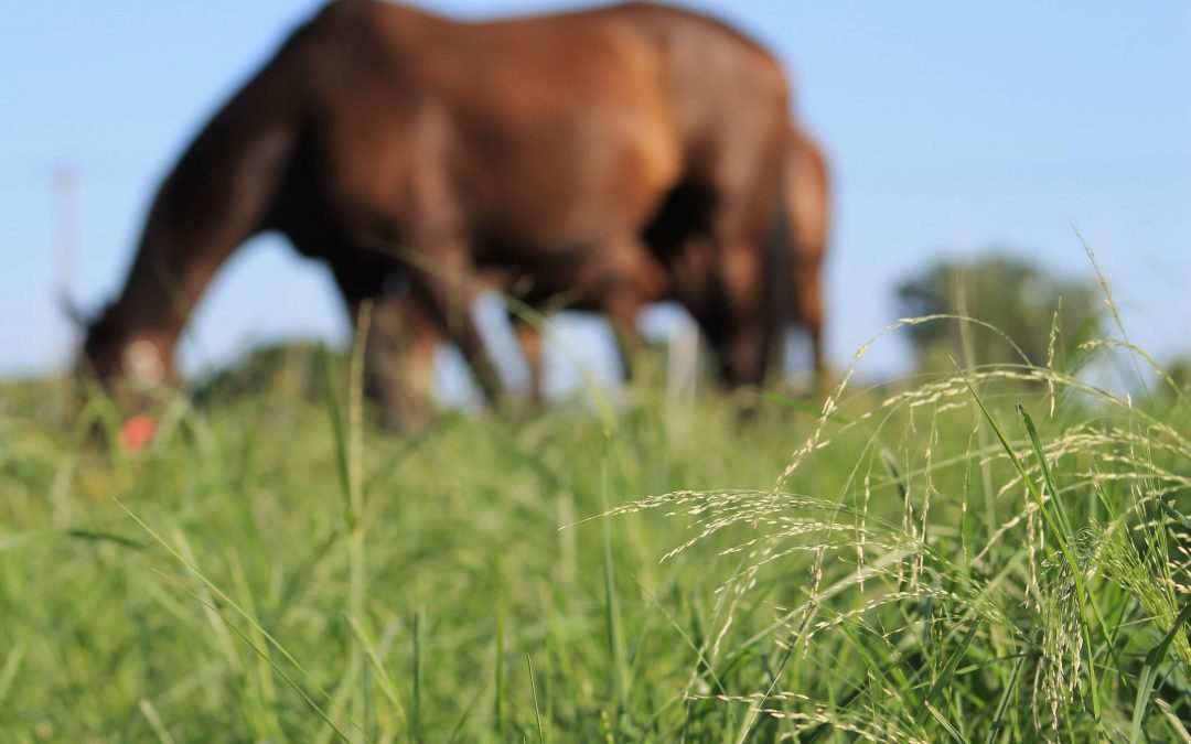 Perennial Ryegrass Staggers