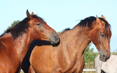 Oestrus Suppression in Mares