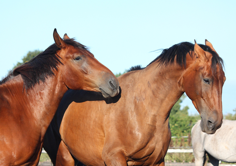 Oestrus Suppression in Mares