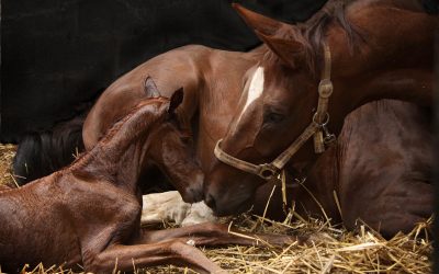 Management of failure of passive transfer (FPT) in foals