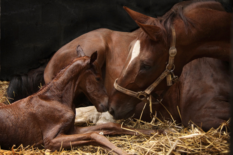 Management of failure of passive transfer (FPT) in foals