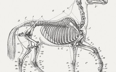 Osteoarthritis and Joint Management for Your Horse