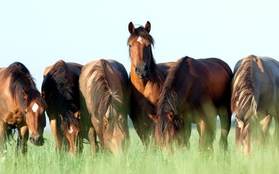 Equine Internal Parasites