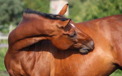 Equine Gastric Ulcer Syndrome