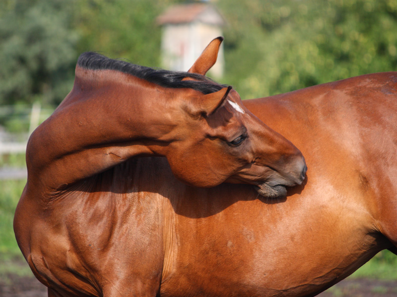 Equine Gastric Ulcer Syndrome