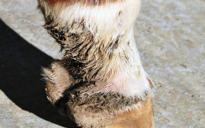 Pastern Dermatitis