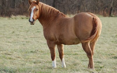 Equine Metabolic Syndrome