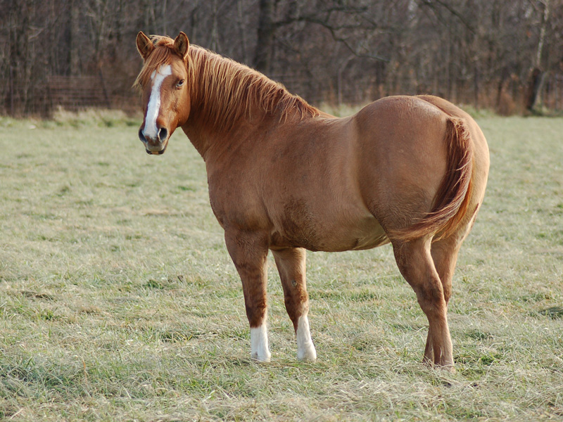 Equine Metabolic Syndrome