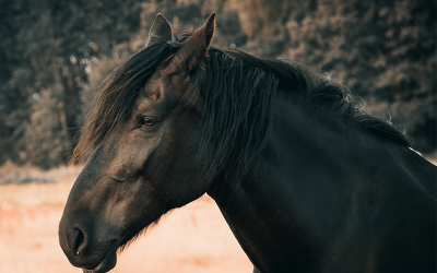 Geriatric Horse Management