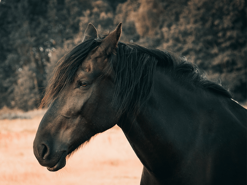 Geriatric Horse Management