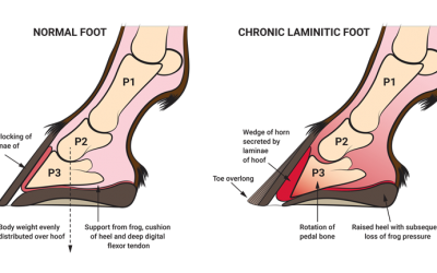 Understanding Laminitis – Fouunder