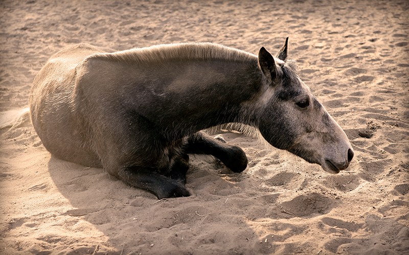 Sand Colic