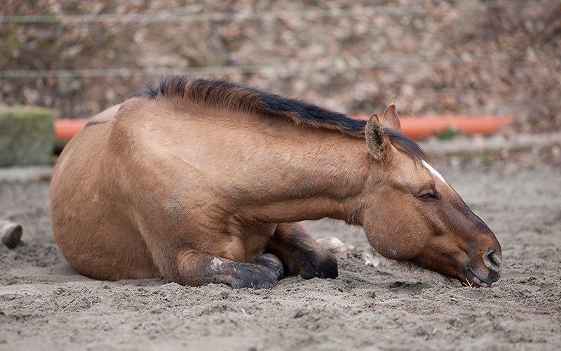 What to do when your horse has colic