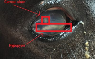 Case Study – Corneal ulceration and hypopyon