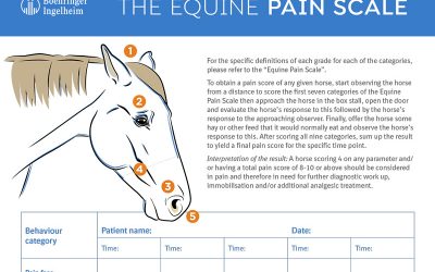 The Equine Pain Scale