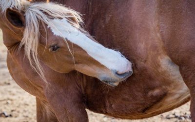 Lice and your horses