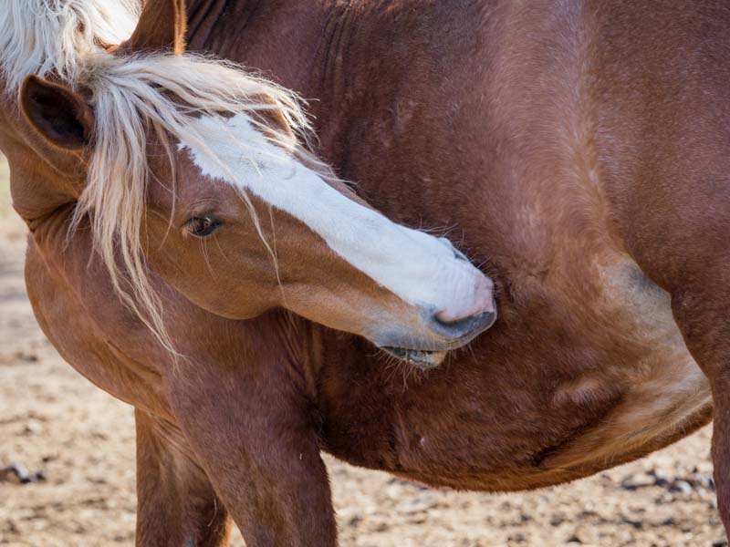 Horse hair loss : r/Horses