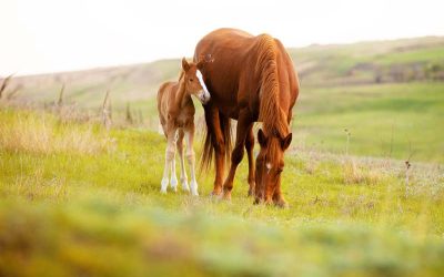 Reproductive Services At Southwest Equine