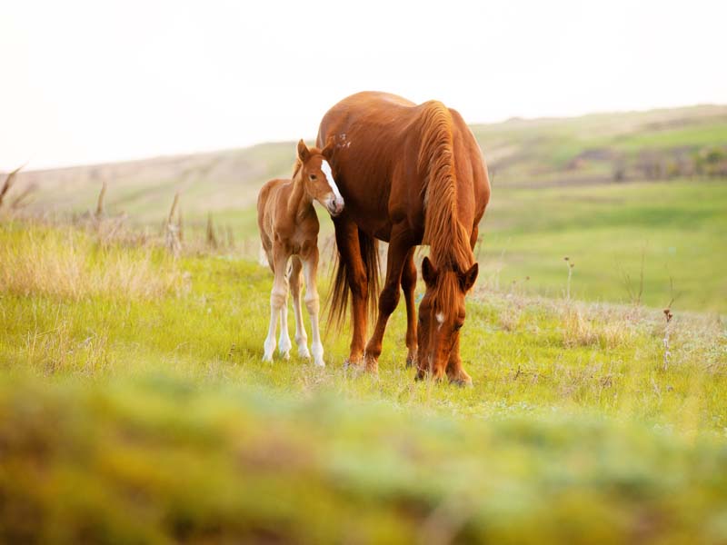 Reproductive Services At Southwest Equine