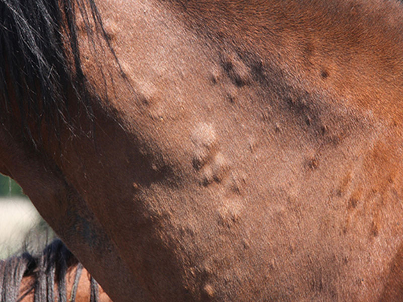 What Are These Lumps Southwest Equine Veterinary Group