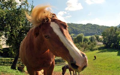 Trigeminal-Mediated Headshaking In Horses