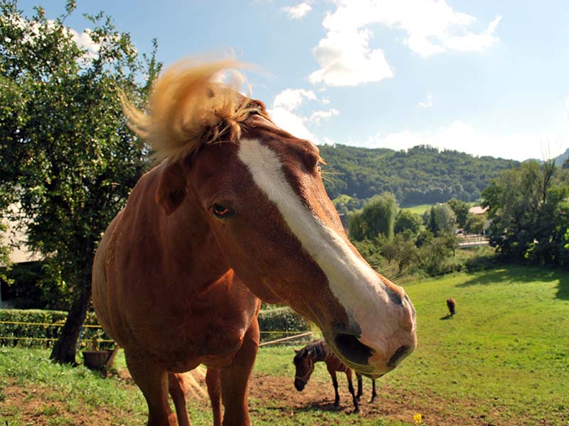 Trigeminal-Mediated Headshaking In Horses