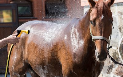 Heat stress in horses