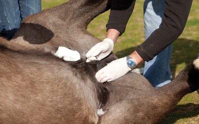 Equine Castration (Gelding) and After Care