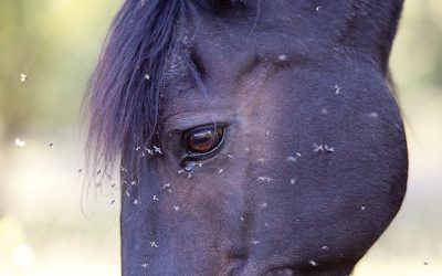 Arboviral diseases and Horses – What you need to know