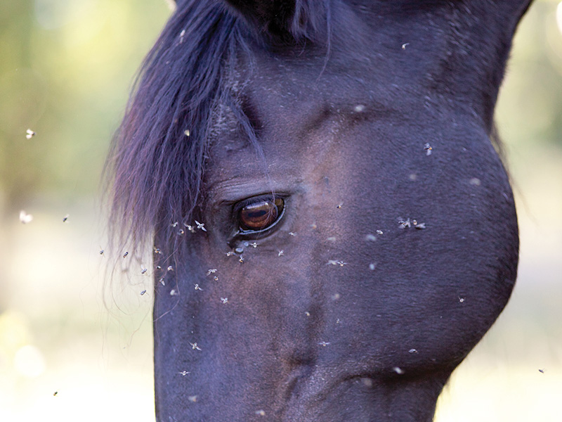 Arboviral diseases and Horses – What you need to know