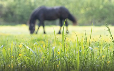 Remain vigilant when it comes to Laminitis!