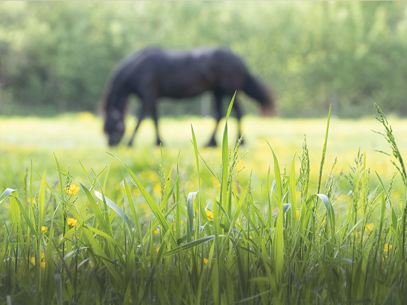 Remain vigilant when it comes to Laminitis!