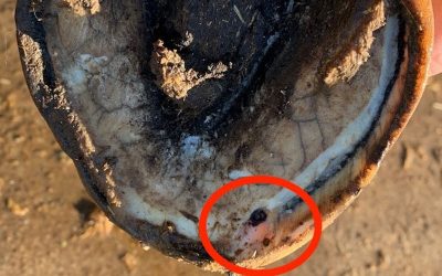 Hoof Abscesses are Common!