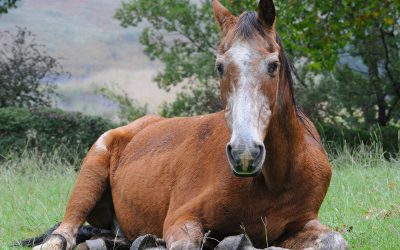 Geriatric Horse Management