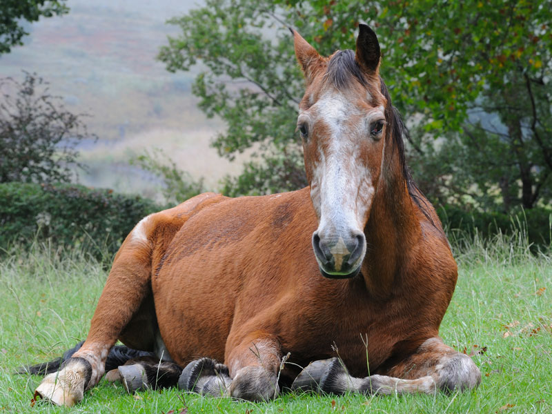 Geriatric Horse Management