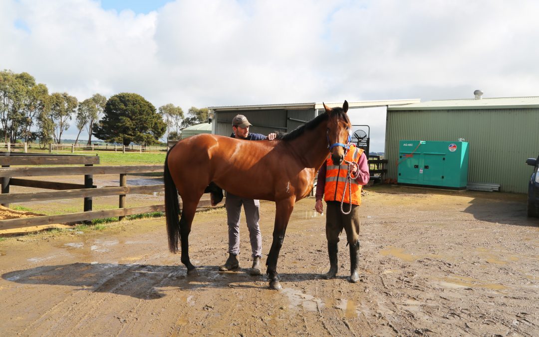 Kissing Spine – Not just a performance horse problem