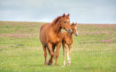 Why foal checks are important