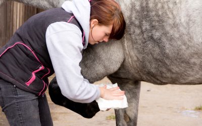 Horse First Aid Kit Check List