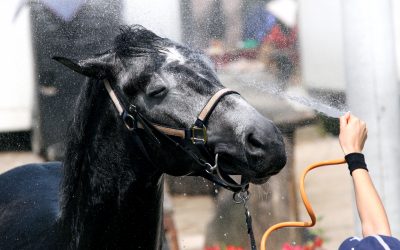 Heat Stress in Horses