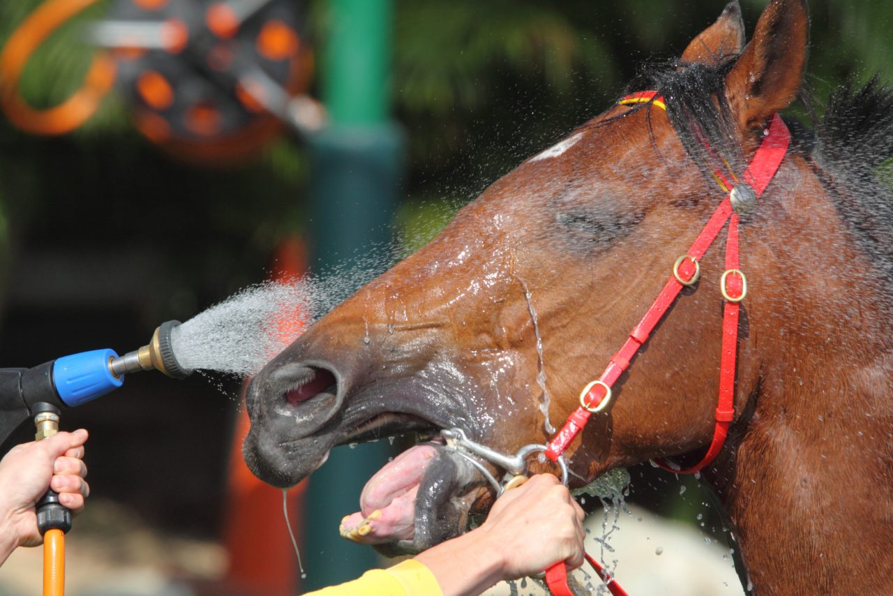 Heat Stress in Horses - Southwest Equine Veterinary Group