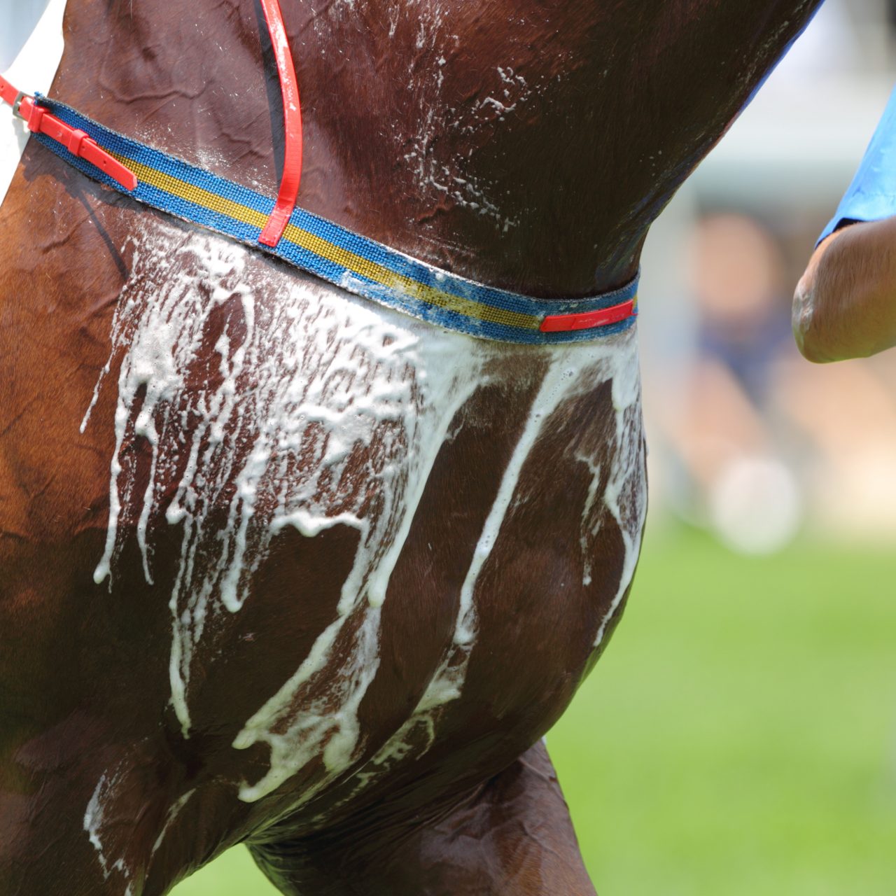 Heat Stress in Horses - Southwest Equine Veterinary Group